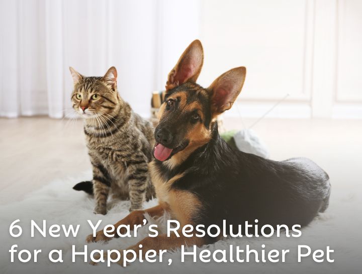 6 New Year’s Resolutions for a Happier, Healthier Pet