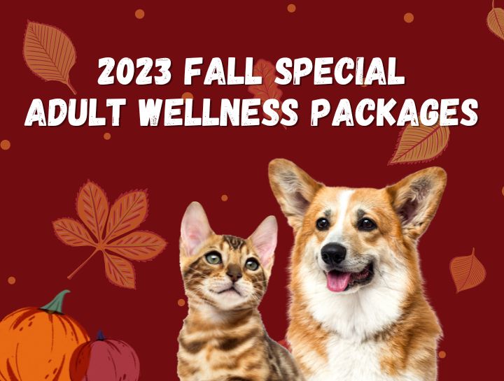 Fall 2023 Special Offers