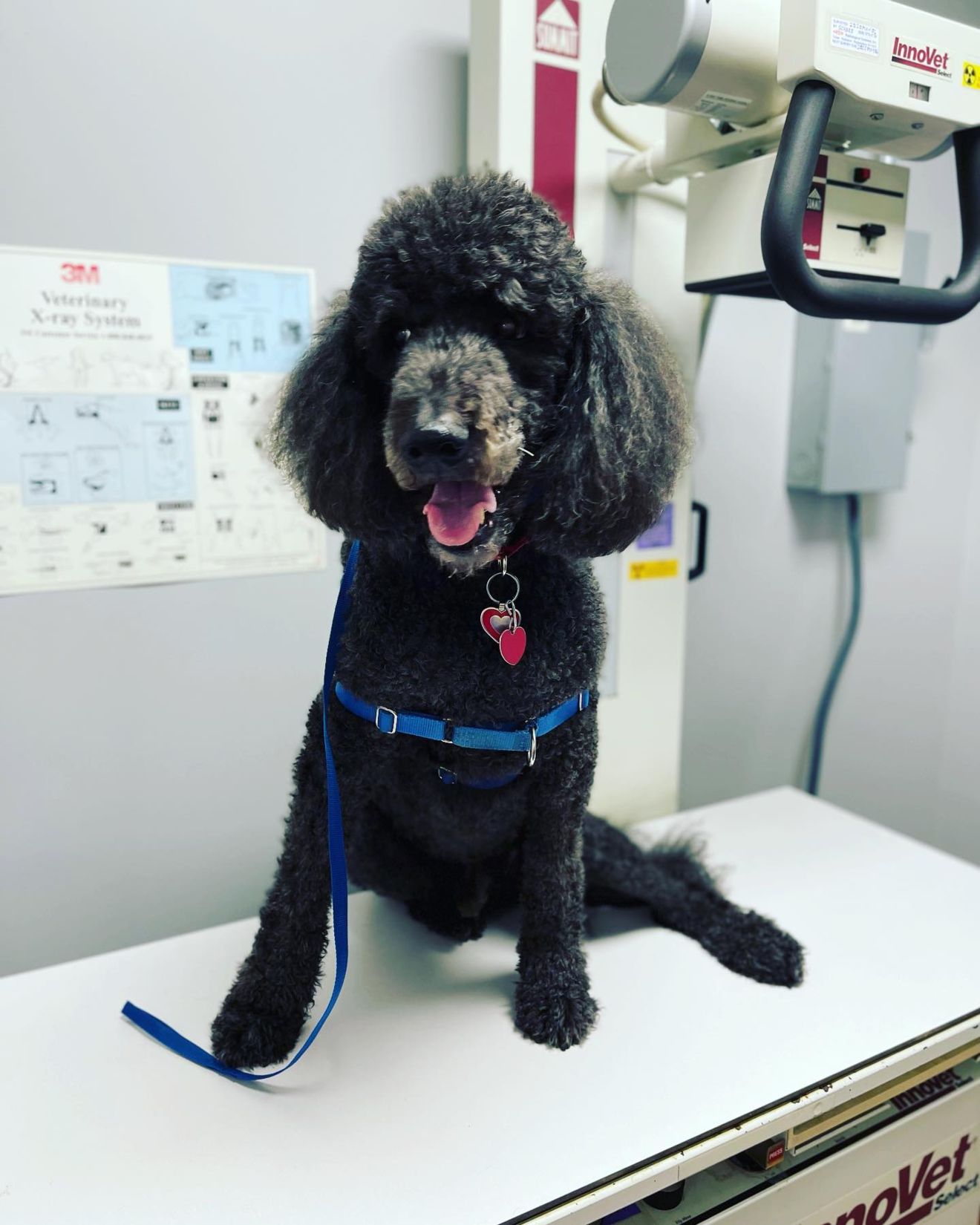 Companion Animal Hospital